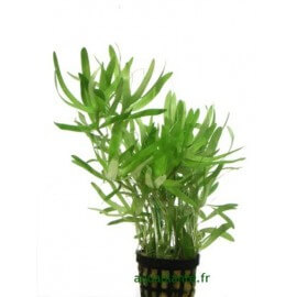 Heteranthera Zosterifolia