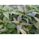Hygrophila Guanensis