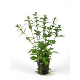 Hygrophila Polysperma