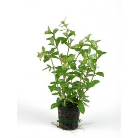 Hygrophila Rosae Australis