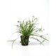 Juncus Repens