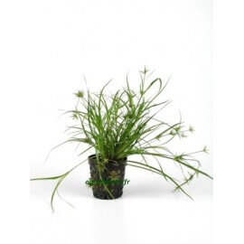 Juncus Repens