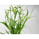Juncus Repens