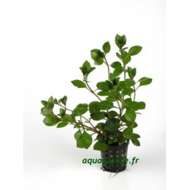 Ludwigia Palustris Red