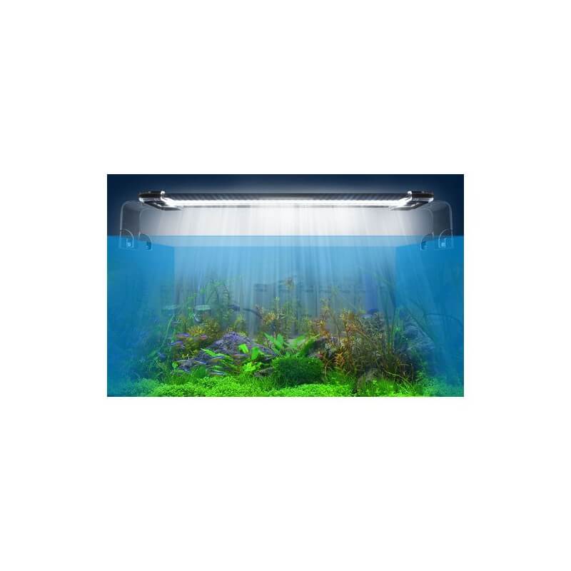 Quel éclairage installer dans son aquarium ?