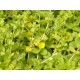 Lysimachia Nummularia