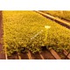 Micranthemum Micranthemoides