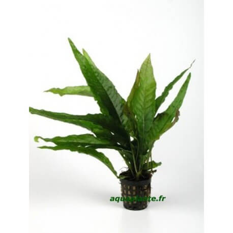 Microsorum Pteropus Latifolia