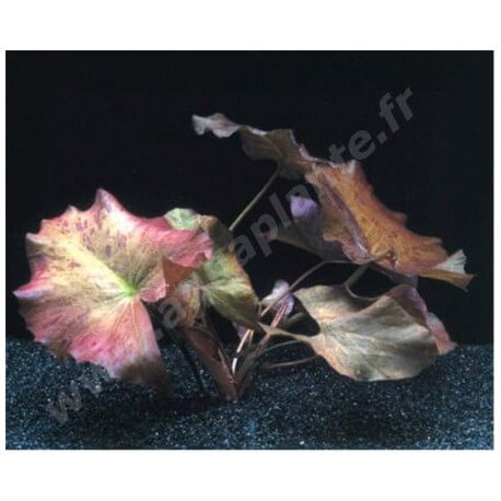 Nymphaea Tigerlotus Red