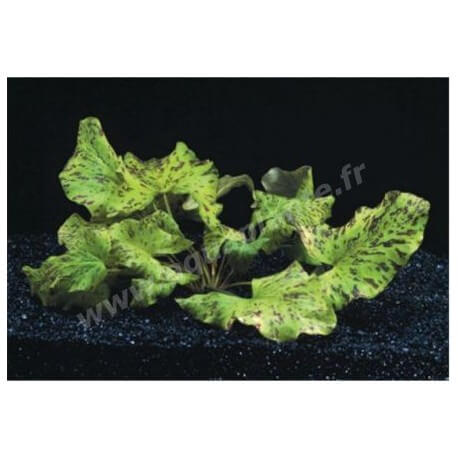 Nymphaea Tigerlotus Green