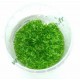 Riccia Fluitans In Vitro - mousse aquatique
