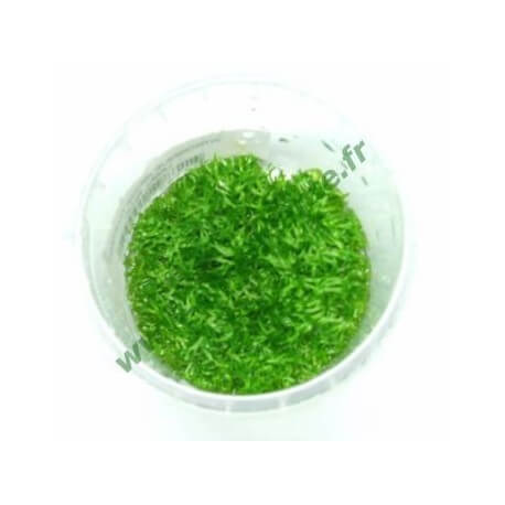 Riccia Fluitans In Vitro - mousse aquatique