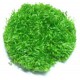 Riccia Fluitans In Vitro - mousse aquatique