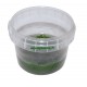 Riccia Fluitans In Vitro - mousse aquatique