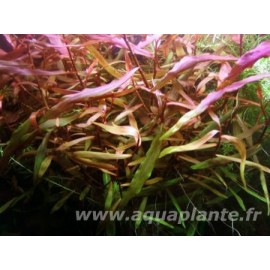 Polygonum Sao Paulo