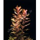 Rotala Macrandra