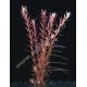 Rotala Rotundifolia