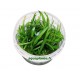 Sagittaria Teres In Vitro