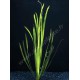Vallisneria Spiralis