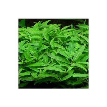 Staurogyne Porto Velho