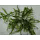 Leptodictyum Riparium - Mousse aquatique