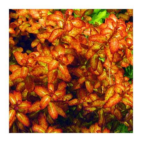 Ludwigia sp Guinea In Vitro