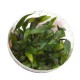 Cryptocoryne Pygmaea