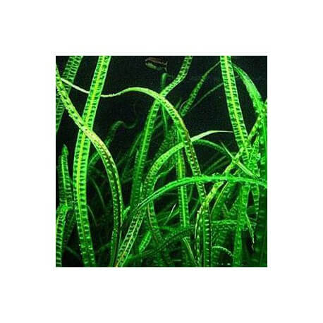 Cryptocoryne Tonkinensis