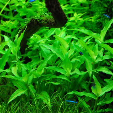 Floscopa scandens In Vitro XL Tube