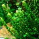 Rotala sp Pearl