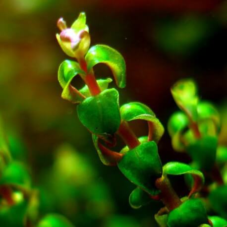 Rotala sp Pearl