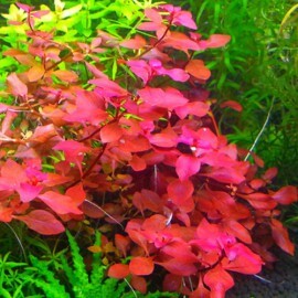 Ludwigia Super Red Mini