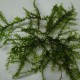Leptodictyum Riparium