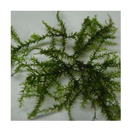 Leptodictyum Riparium - Mousse aquatique