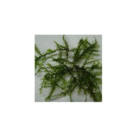 Leptodictyum Riparium - Mousse aquatique