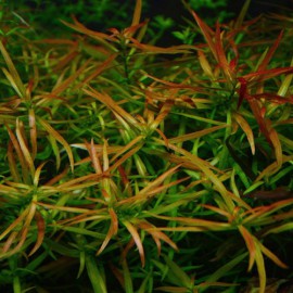 Ludwigia brevipes