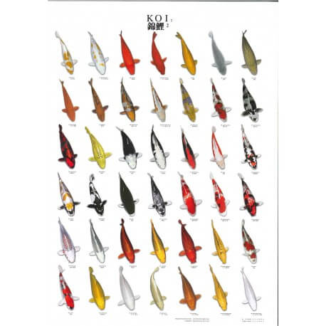 Poster poissons tropicaux N°1