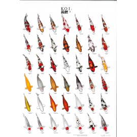Poster poissons tropicaux N°1