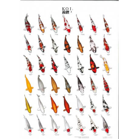 Poster poissons tropicaux N°1