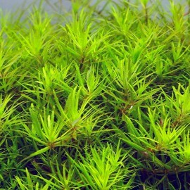 Limnophila sp Mini Vietnam