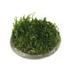 Aquaplante support de croissance rond céramique + grille inox - Support de croissance pour mousses d'aquarium