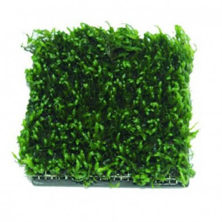Aquaplante Support de croissance carré en céramique + grille inox - Support de croissance pour mousses d'aquarium