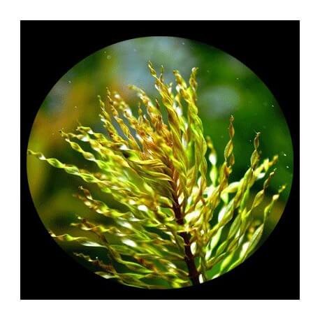 Ludwigia Inclinata Full Crystal