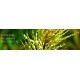Ludwigia Inclinata Full Crystal