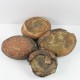 Oeufs de dinosaure fossilisés