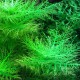 Hygrophila Balsamica