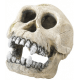 Crâne de Chrimpanzée