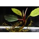 Bucephalandra Pontianac 2