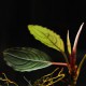 Bucephalandra Pontianac 2