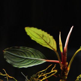 Bucephalandra Pontianac 2